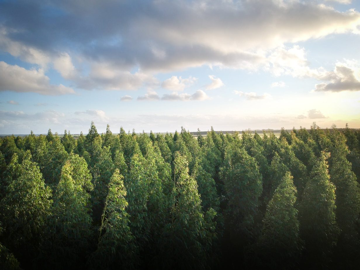 green pine trees